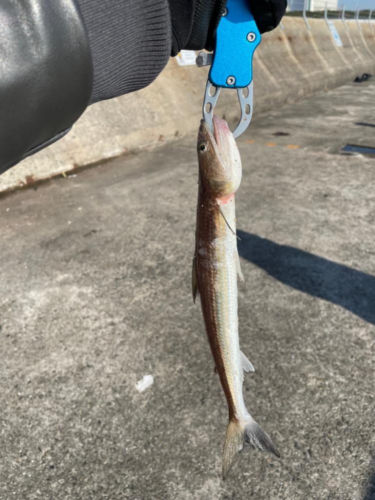 南港魚釣り園1210