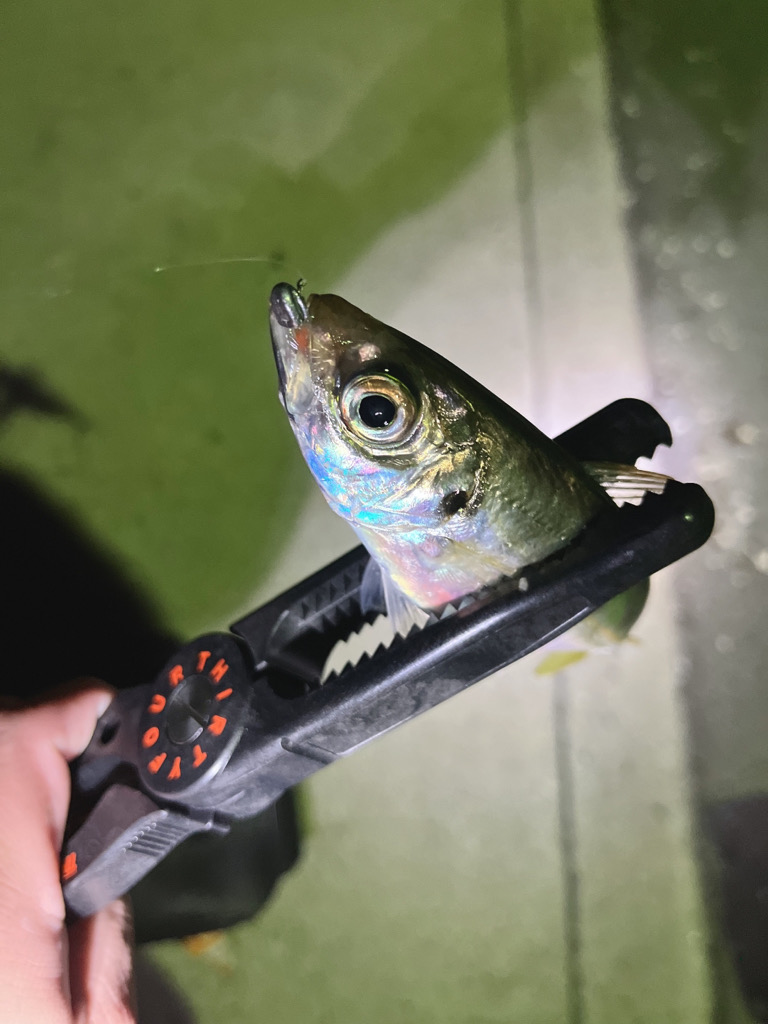 メバリングなんだけどなぁw