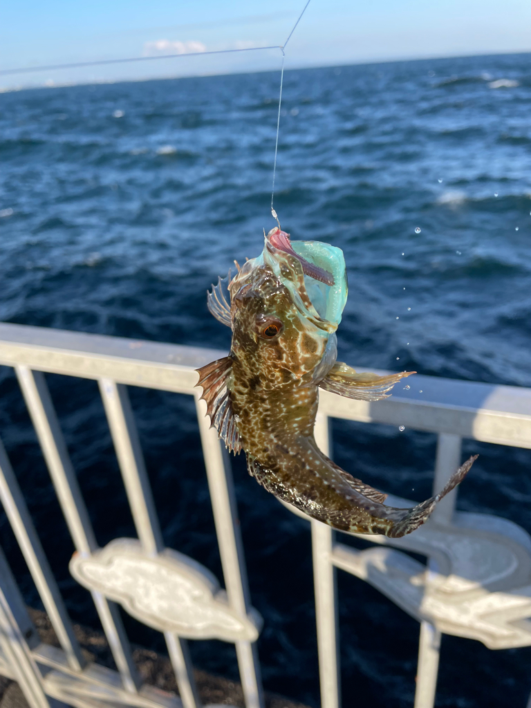 たまたま。初アイナメ