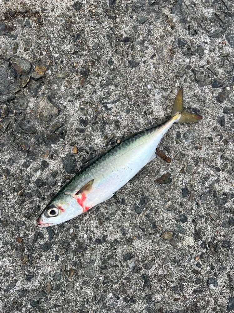 ラストスパート?