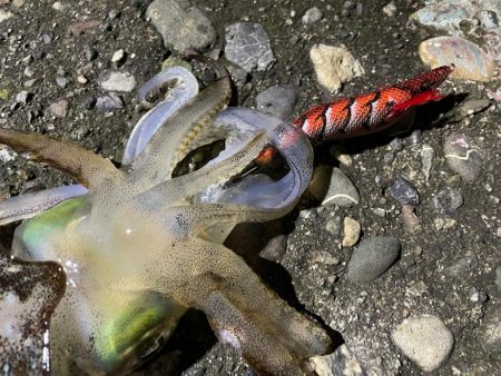 今季６杯目キロアップ！