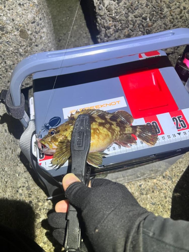 ガシリング絶好調