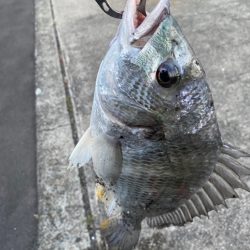 ヘチってきました