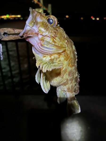 まさかのカニカニ🦀