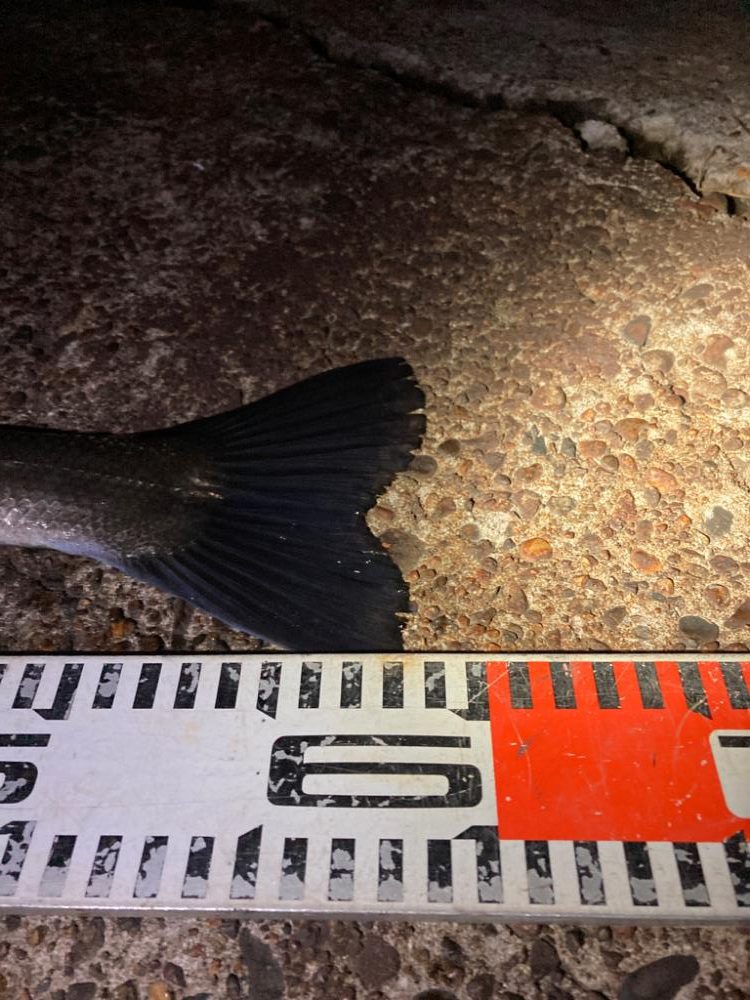 型は上がらない