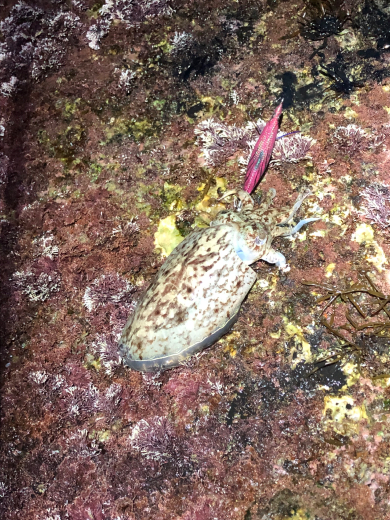 最後のエギングかな