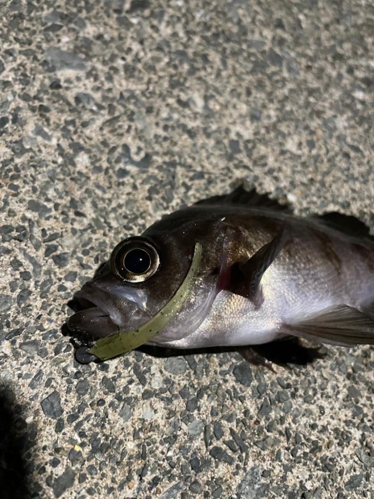 ポツポツアジング【若狭湾】