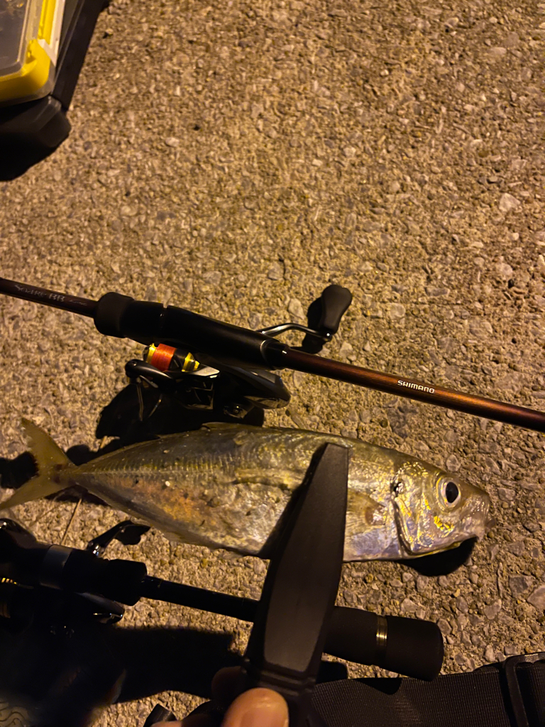 久しぶり鯵さん!