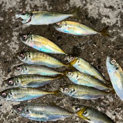 ぶっこみサビキ