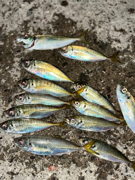 ぶっこみサビキ