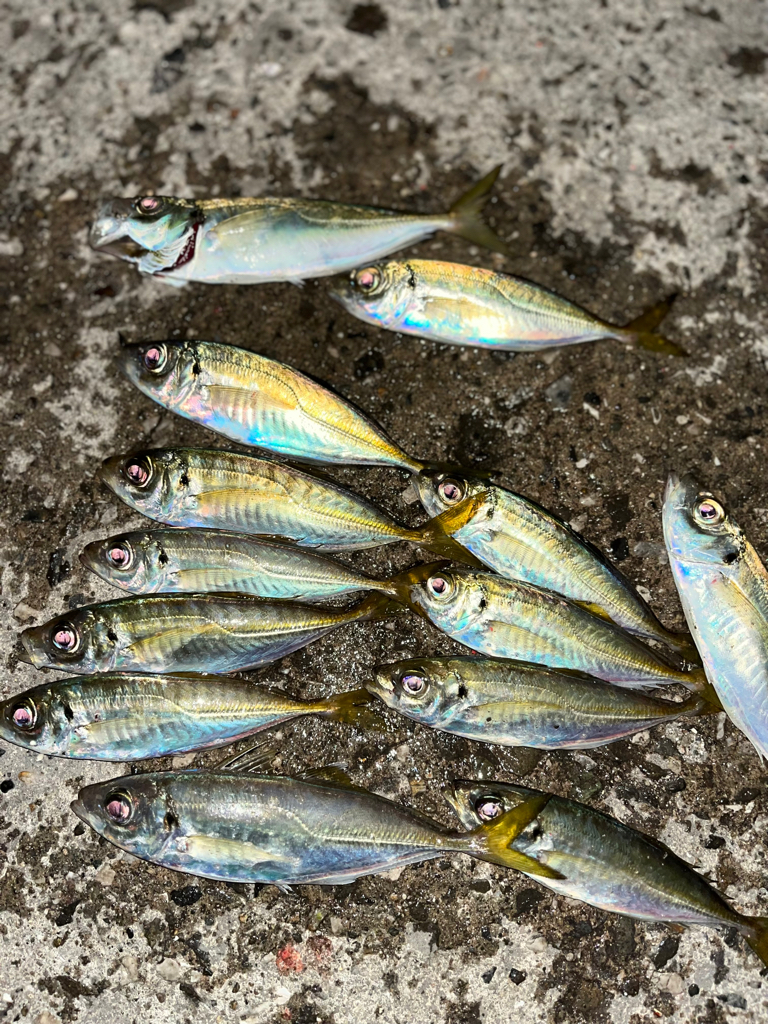 ぶっこみサビキ