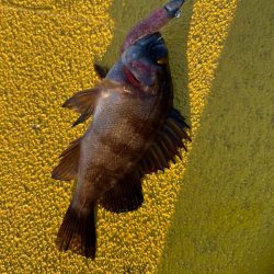 四日市ライトゲーム