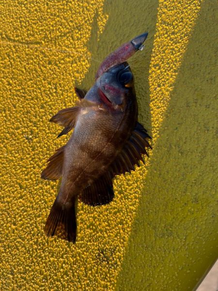 四日市ライトゲーム