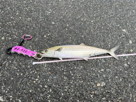 初の日本海デビュー！