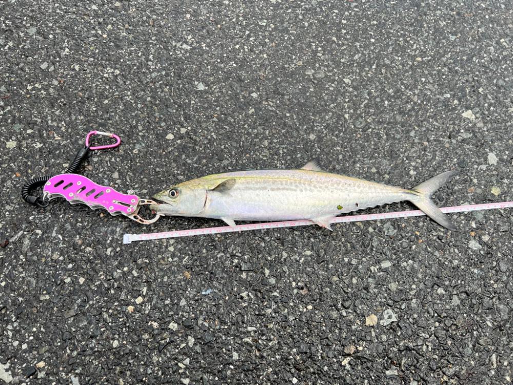 初の日本海デビュー!