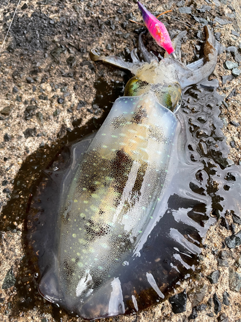 師走雨中エギング