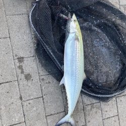 サゴシ君ゲット　