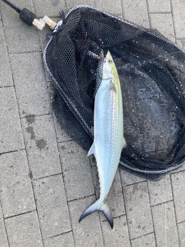 サゴシ君ゲット　