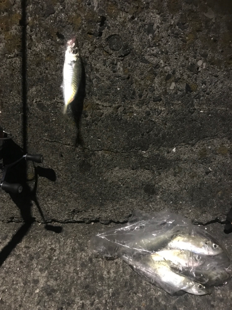 エギングは早々に終了