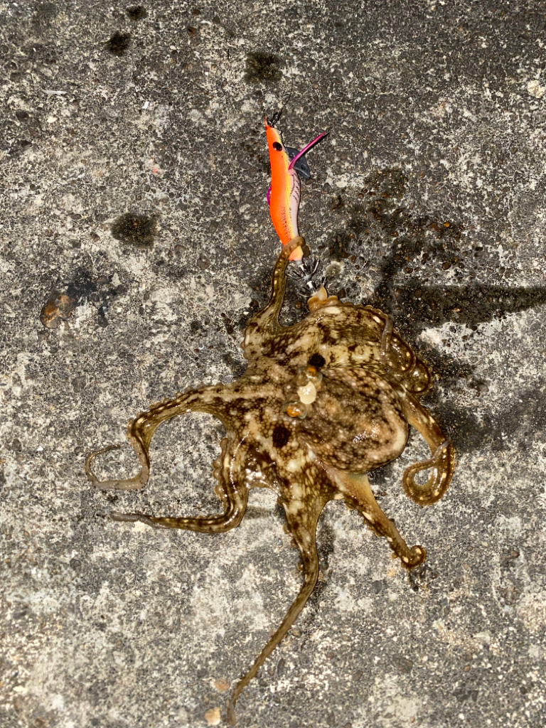 タコ釣り