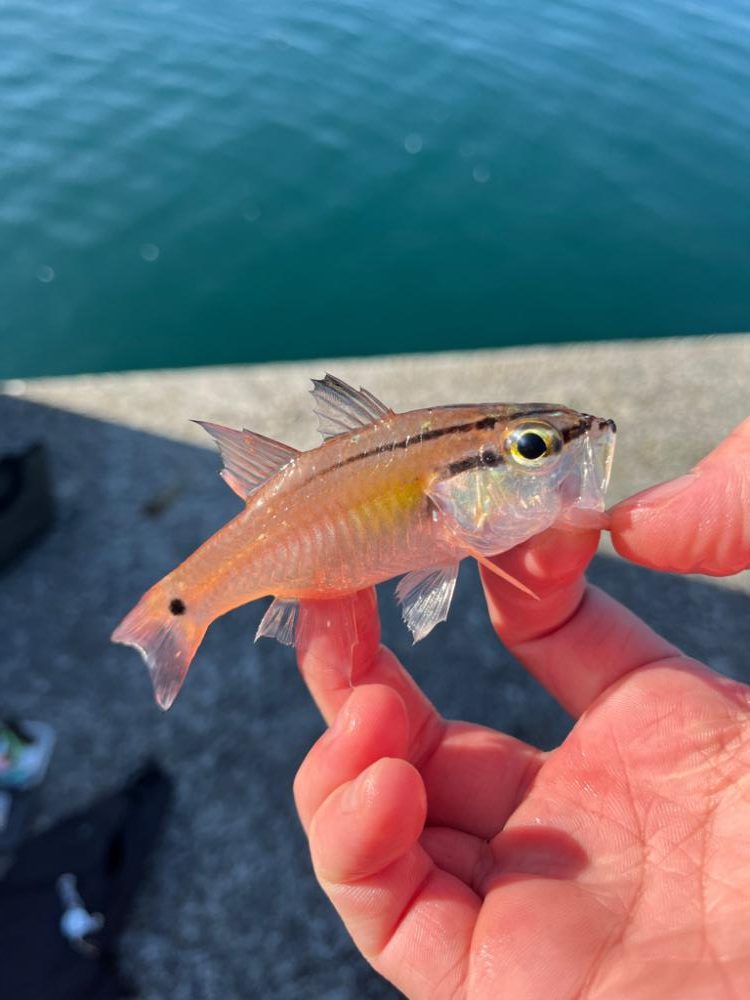 アジングワームで釣りました。