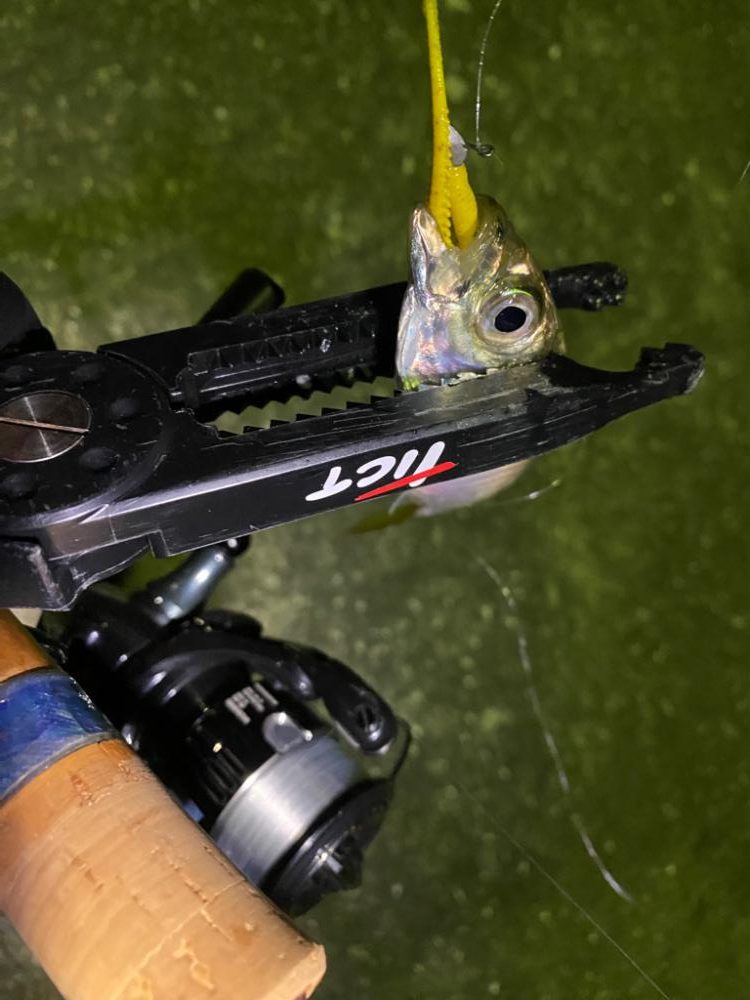 大阪湾奥アジング