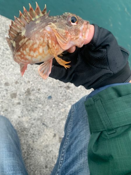 壁際のお魚たち