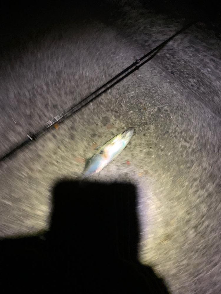 ラスト大サバ？