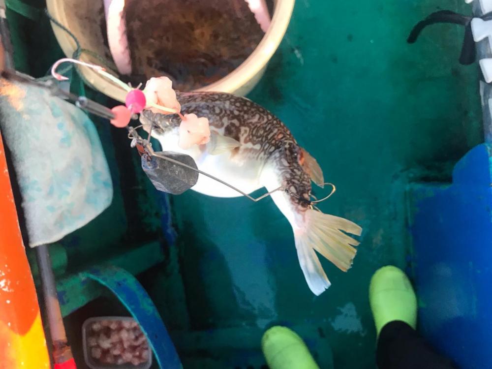 ショウサイフグ