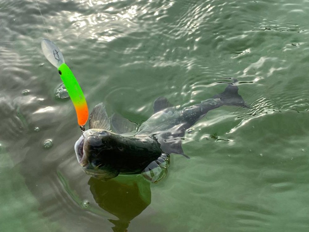 午後からかめプー　爆釣