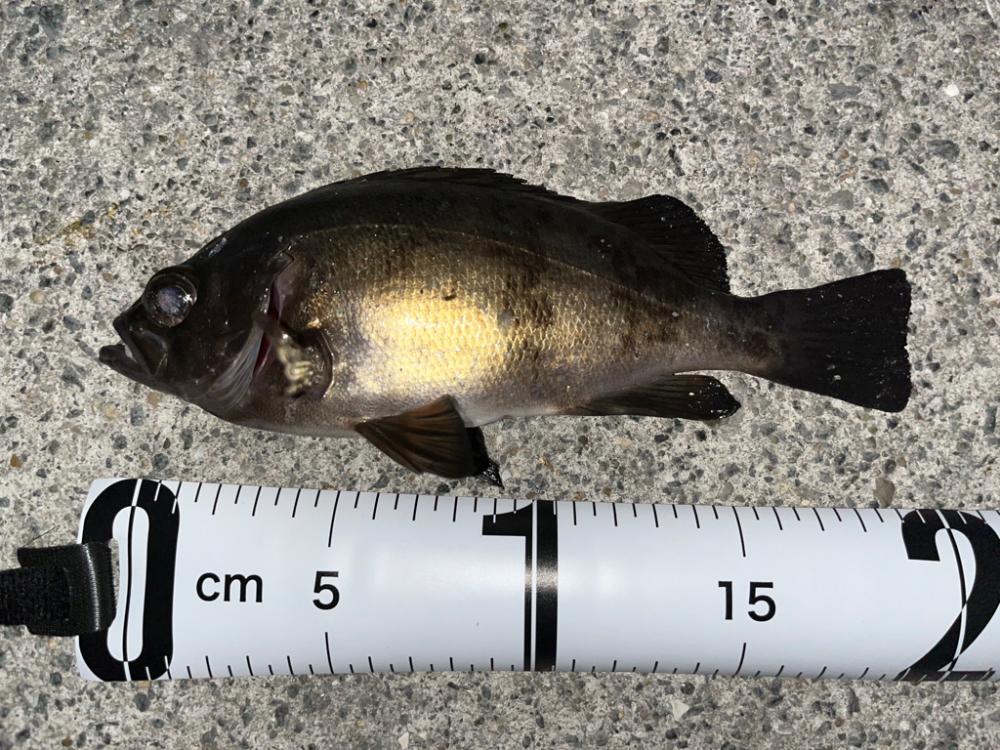 夜のアジュール