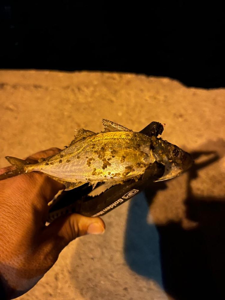 小アジオンリー