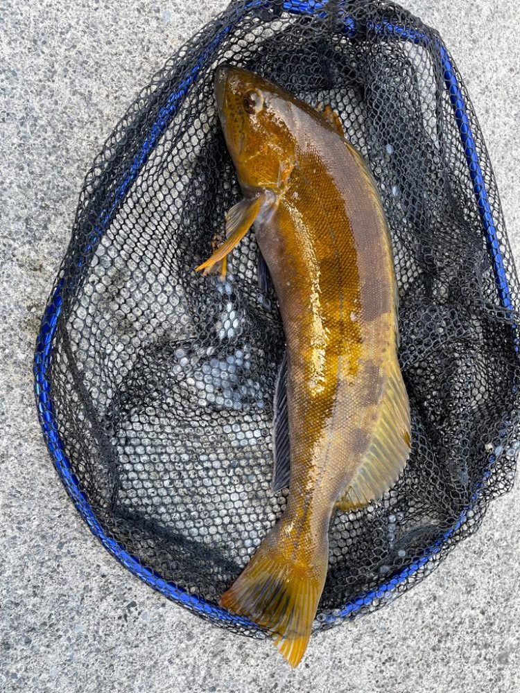 年末ロックフィッシュ！