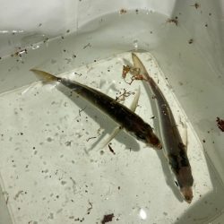 初のジグ単専用機