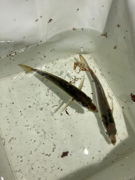 初のジグ単専用機