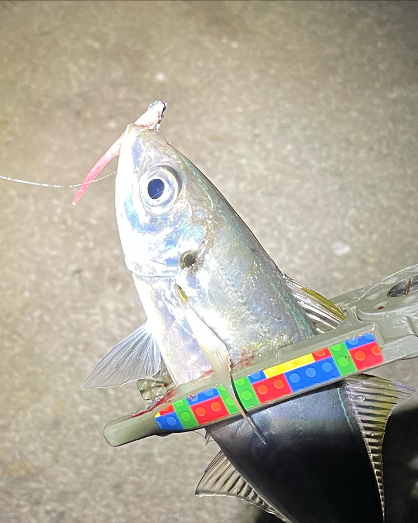 アジングたのしい〜