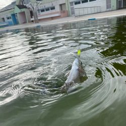 釣れ釣れ　亀岡　プール