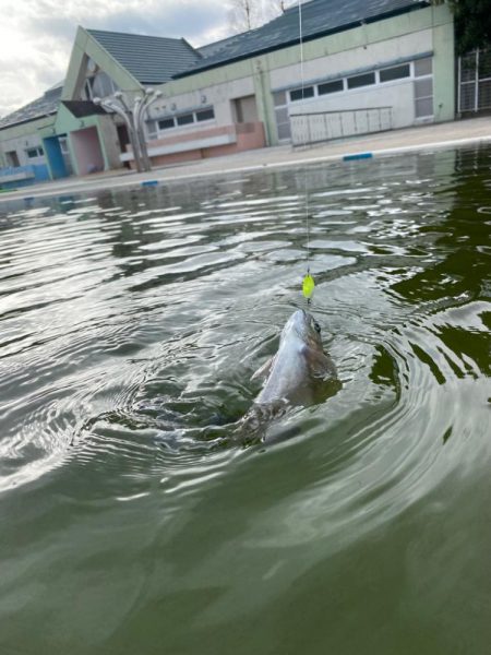 釣れ釣れ　亀岡　プール