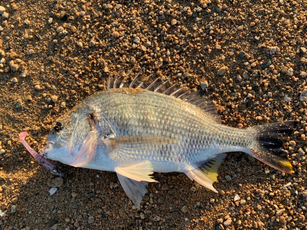 朝マヅメキビレ