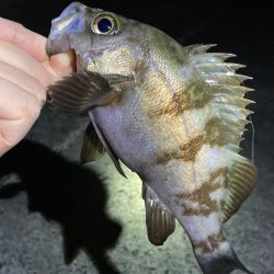 渋い大潮ライトゲーム