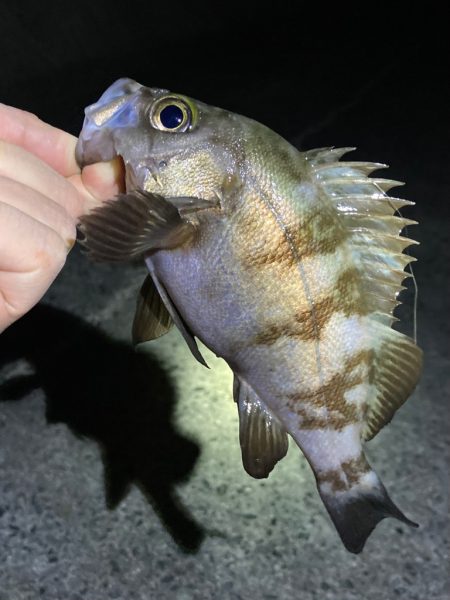 渋い大潮ライトゲーム