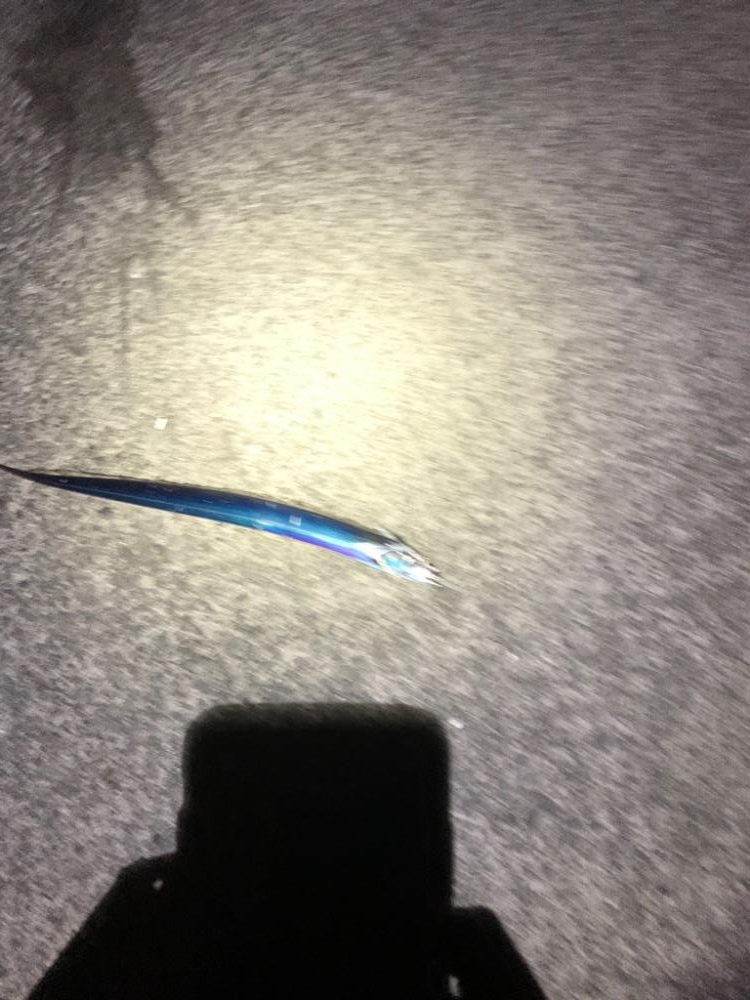 久しぶりの太刀魚