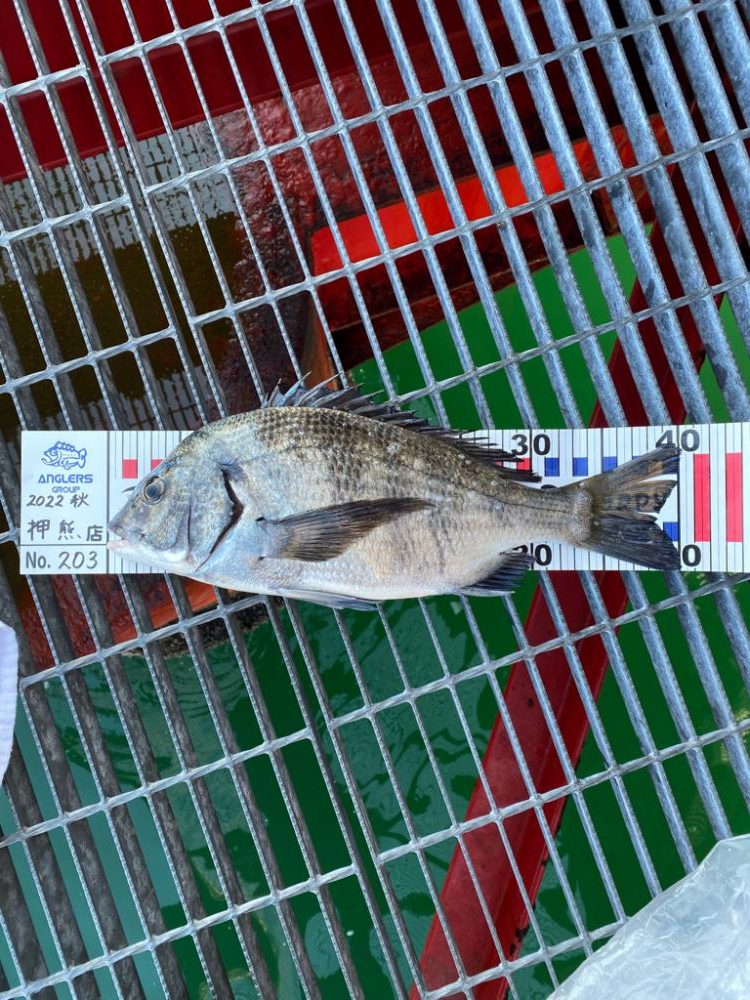 尼崎魚釣り園でチヌ2匹