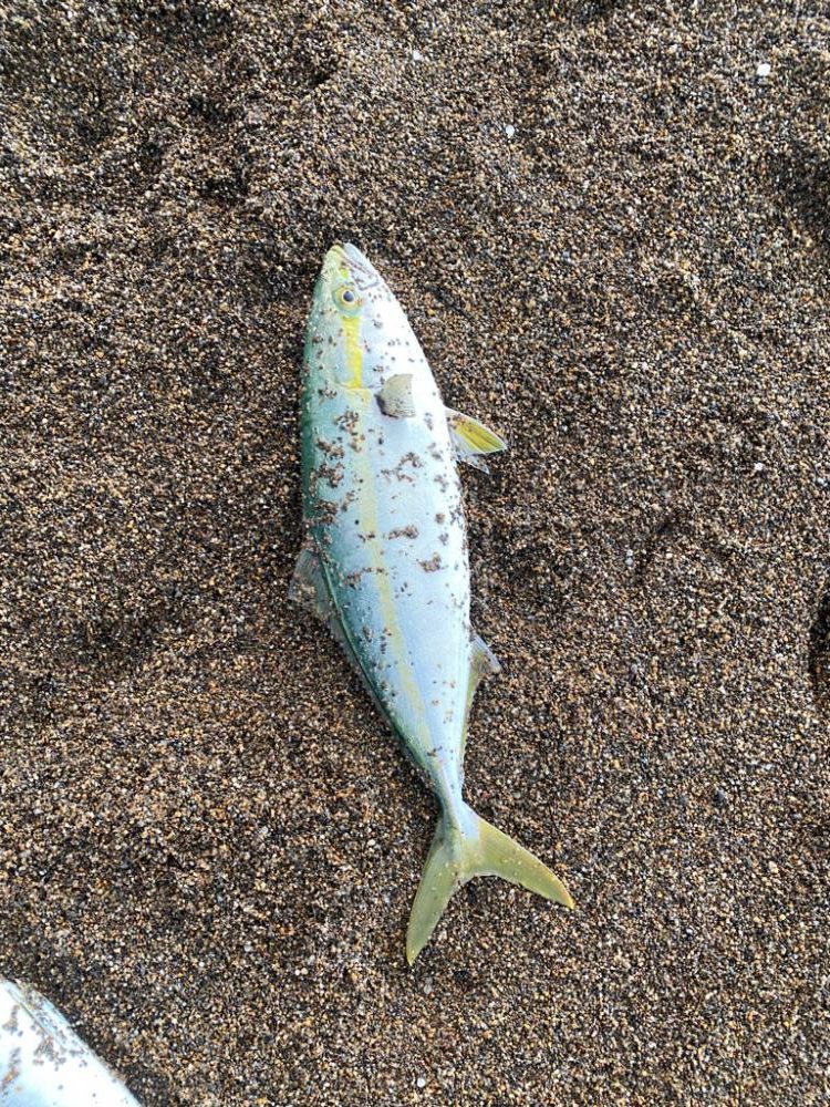 サーフジギング