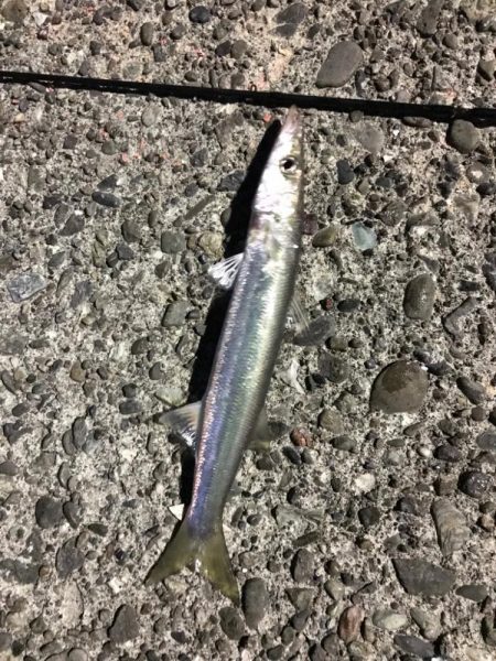 ライトフィッシング