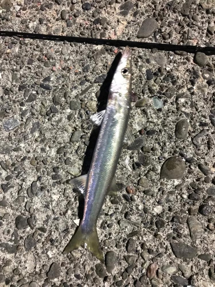 ライトフィッシング