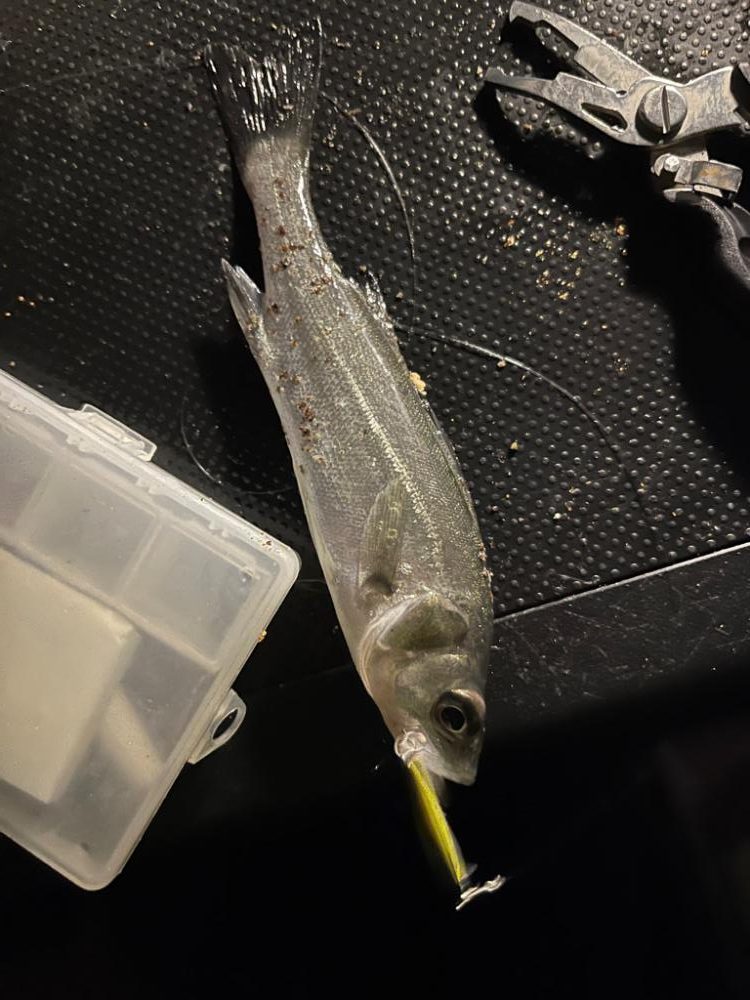 四日市ライトゲーム