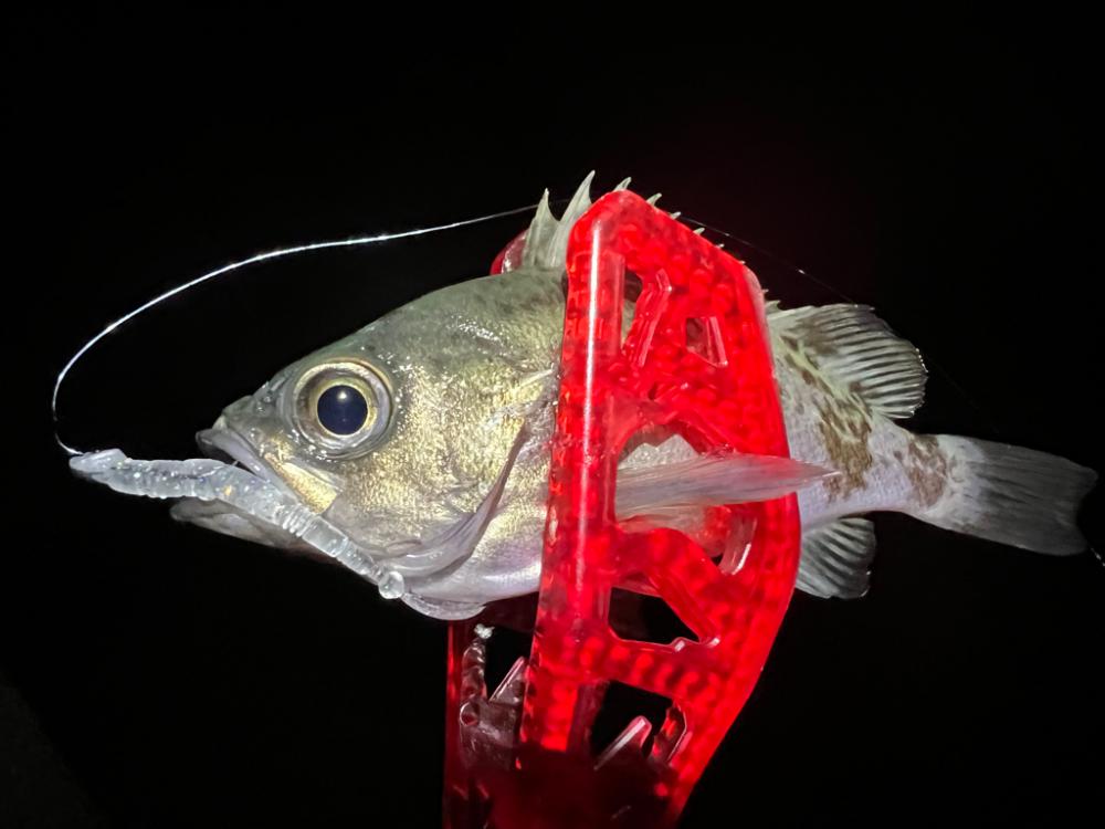 鯵を探して三千里Vel.13 淡輪漁港