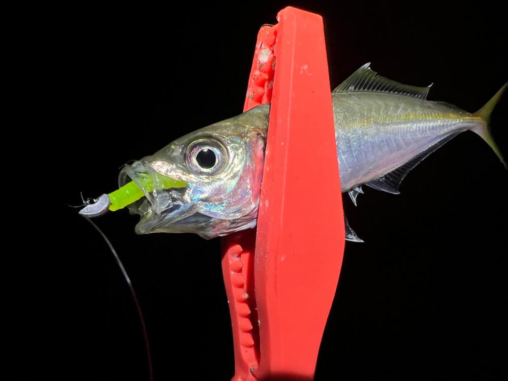 鯵を探して三千里Vel.17