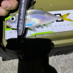 中アジはどこに？？